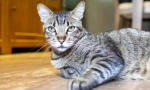 Brazylijski shorthair cat
